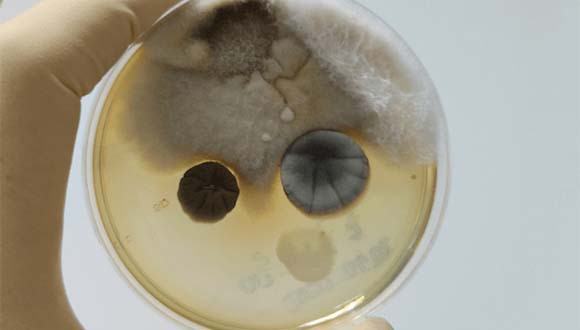 Mold testing services from Creekside Home Inspection Services